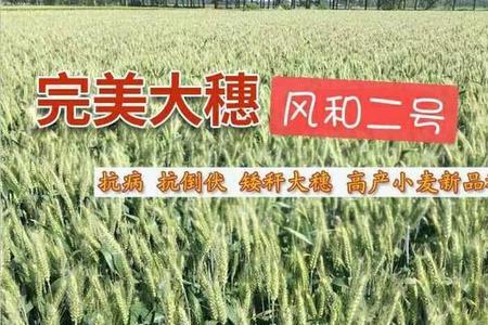 30斤小麦种子出多少穗