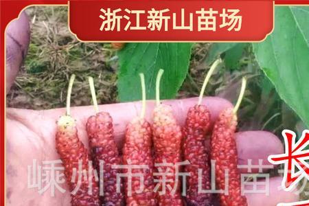 桑树是否能嫁接成某一种果树