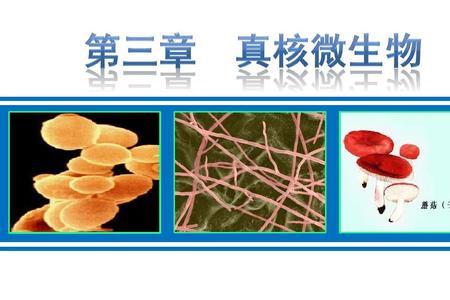 自然界真核细胞中有质粒存在吗