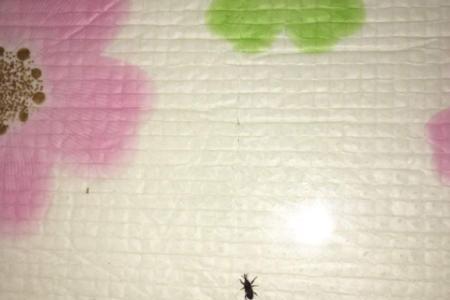 米象多少温度会冻死
