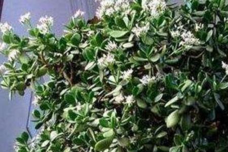 种植玉树栽多深更合适