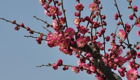梅花的动词是什么