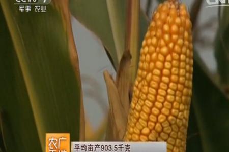 605玉米种和372玉米谁早熟