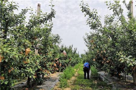 在威海适合种植什么果树