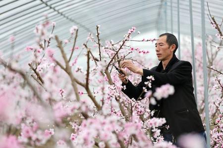 莱山蜜桃树修剪方法