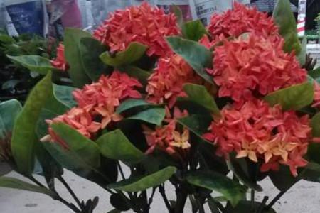 龙船花叶子干枯掉光了还能活吗