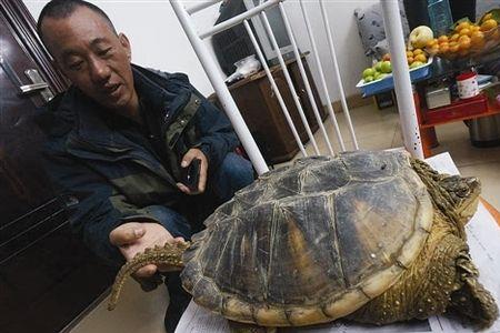 怎么把大鳄养厚