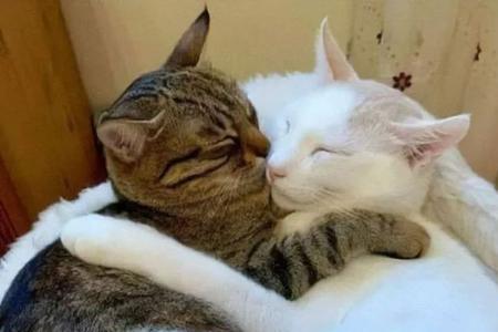 两只猫待一起久了分开会死么