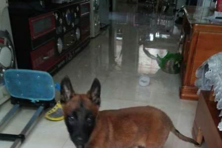 马犬一个月大三斤重正常吗