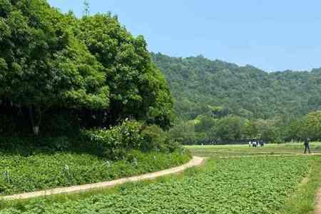 八卦田怎么停车