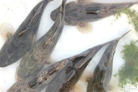 沙塘鳢可以和金鱼一起养吗