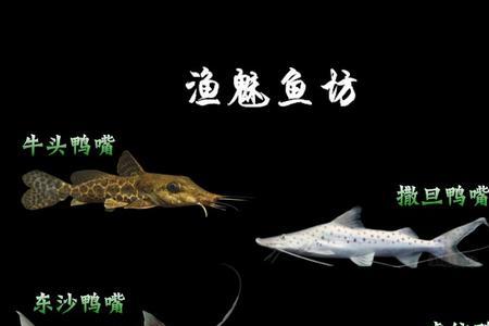 牛头鸭嘴能长多大