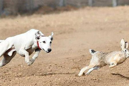 狗抓兔子犯法吗