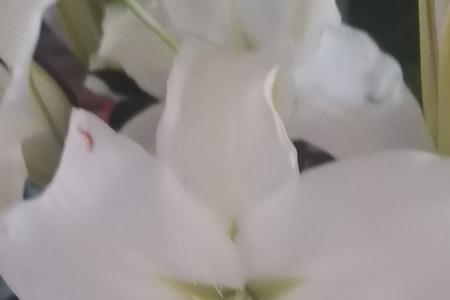 香水百合不开花