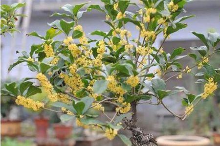 地栽桂花移栽第一年如何养根