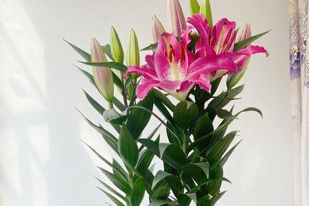 香水百合盆栽秋季怎样养护