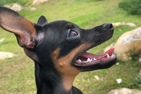 小鹿犬来大姨妈得几天完事