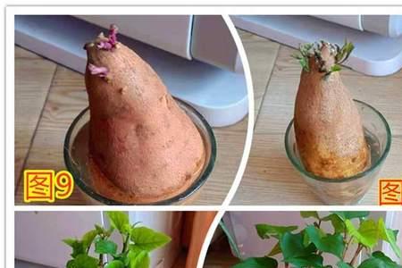 鱼缸红薯水培方法