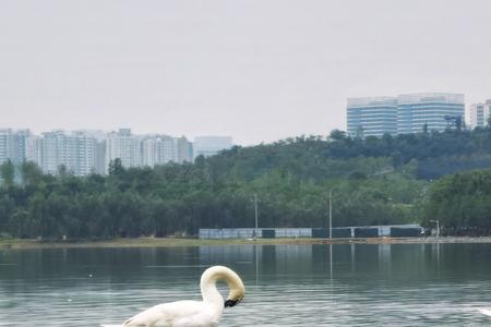 龙湖湿地公园河里有鱼吗