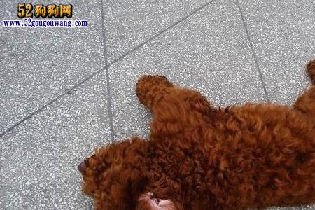 六个月泰迪狗狗怎样断尾巴