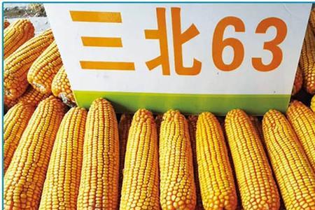 先正达105玉米种介绍