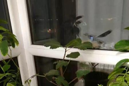 柠檬树实生苗几年结果
