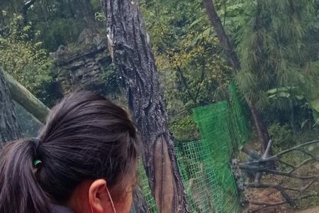 去扎佐动物园需要带什么
