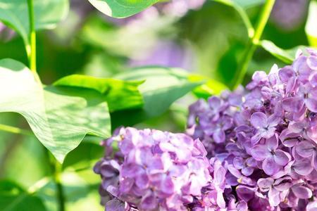 紫丁香花什么时候采最好
