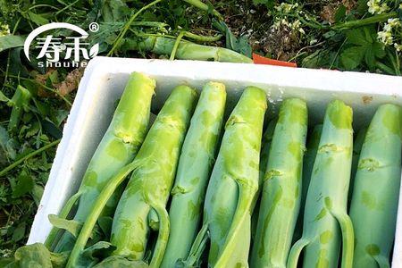 香菇芥兰的种植方法