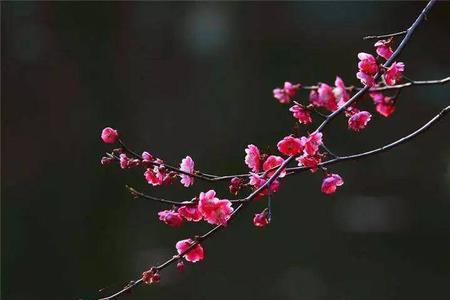 无需更作此句的更是什么意思