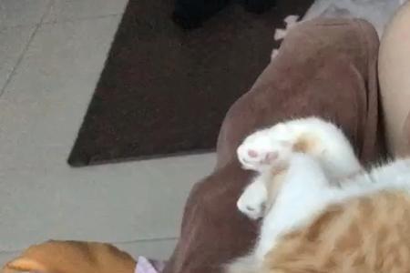摸猫肚子会叫是什么情况