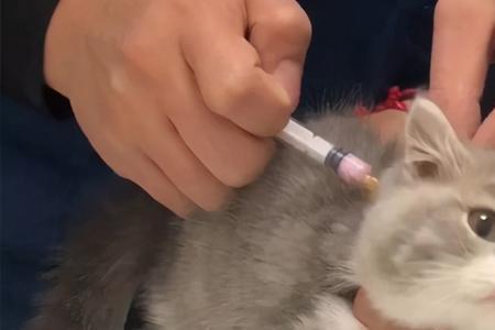 家猫为啥不建议打猫三联