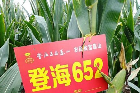 登海玉米618品种耐高温吗