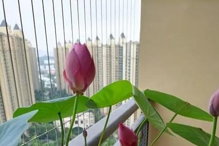 买的碗莲种子只发芽不长根