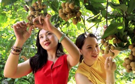 桂丰早龙眼何时采摘上市