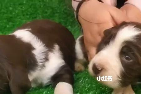 史宾格犬的眼睛闭不上