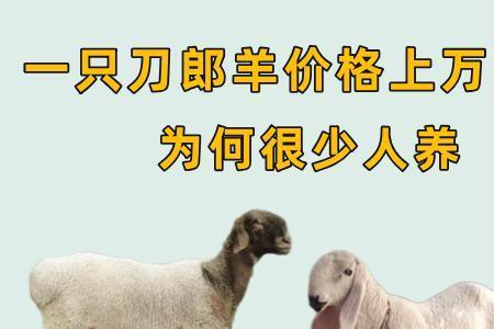 羊为什么拉的是一串一串的