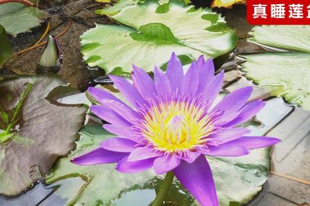私人院子可以种莲花吗