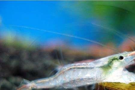 天使鱼能不能和观赏虾一起