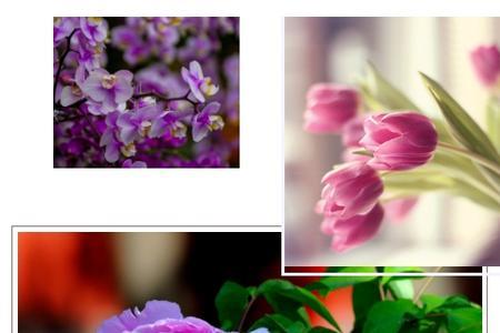 君开头的花名