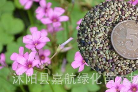 三叶草包衣和净籽的区别