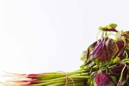 红米苋可以腌制吗