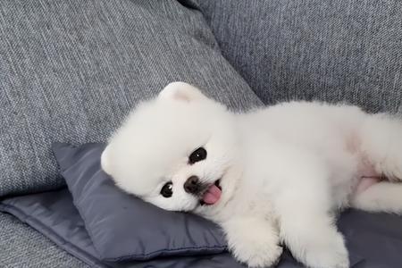 博美可以粘两个人吗