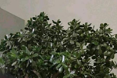 玉树休眠期几月份