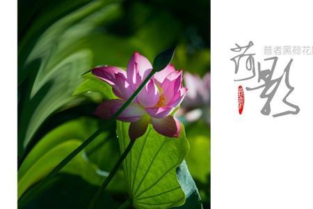 拍荷花相机的测光模式怎么用