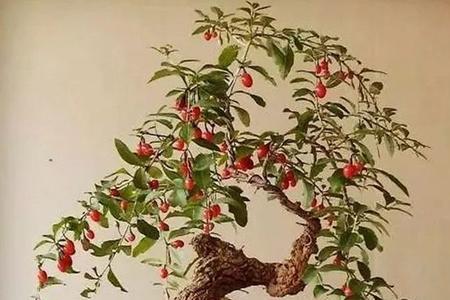 庭院枸杞种植方法