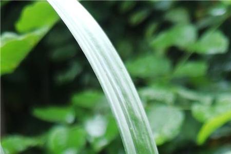 建兰两叶苗可以开花吗