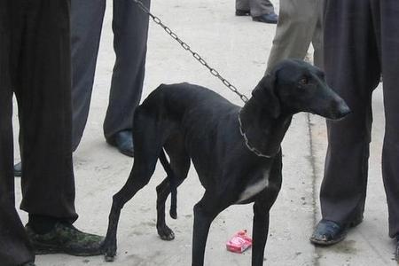 细犬为何不适合家庭饲养