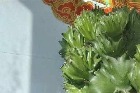 玉麒麟山影花如何养