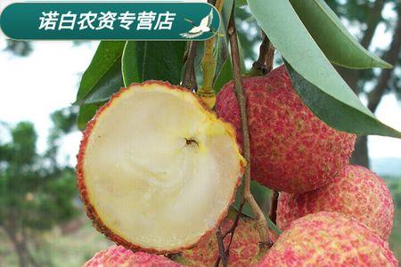 140元一棵荔枝苗是什么荔枝